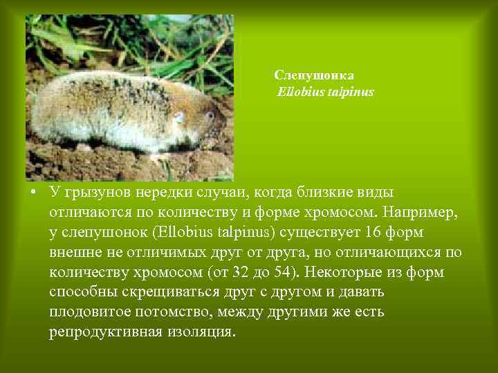 Слепушонка Ellobius talpinus • У грызунов нередки случаи, когда близкие виды отличаются по количеству