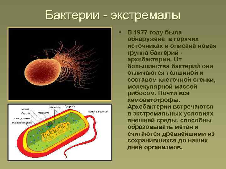 Бактерии - экстремалы • В 1977 году была обнаружена в горячих источниках и описана