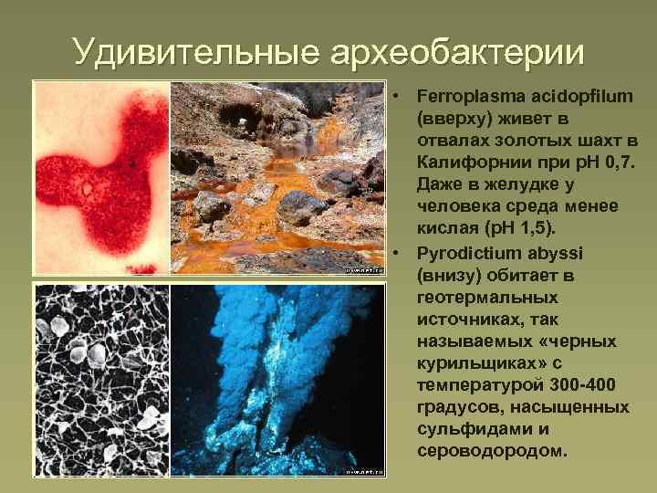 Удивительные археобактерии • Ferroplasma acidopfilum (вверху) живет в отвалах золотых шахт в Калифорнии при