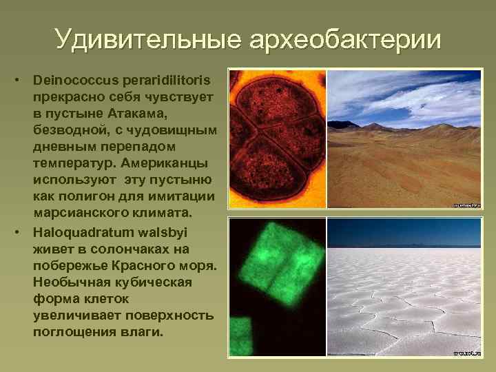 Удивительные археобактерии • Deinococcus peraridilitoris прекрасно себя чувствует в пустыне Атакама, безводной, с чудовищным