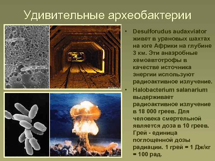 Удивительные археобактерии • Desulforudus audaxviator живет в урановых шахтах на юге Африки на глубине