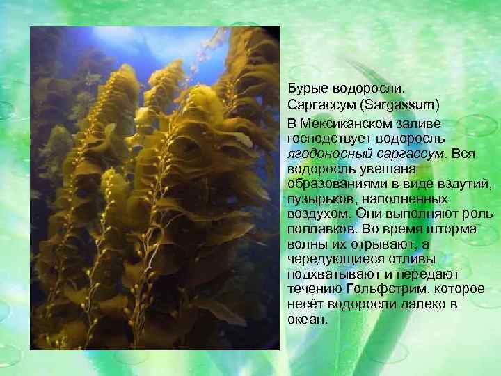 Бурые водоросли. Саргассум (Sargassum) В Мексиканском заливе господствует водоросль ягодоносный саргассум. Вся водоросль увешана