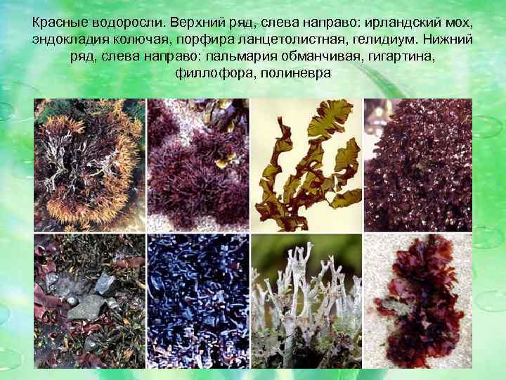 Красные водоросли. Верхний ряд, слева направо: ирландский мох, эндокладия колючая, порфира ланцетолистная, гелидиум. Нижний