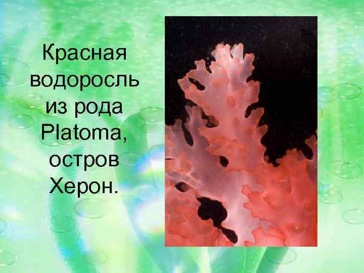 Красная водоросль из рода Platoma, остров Херон. 