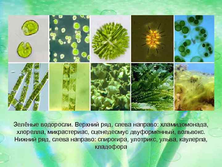 Зелёные водоросли. Верхний ряд, слева направо: хламидомонада, хлорелла, микрастериас, сценедесмус двуформенный, вольвокс. Нижний ряд,