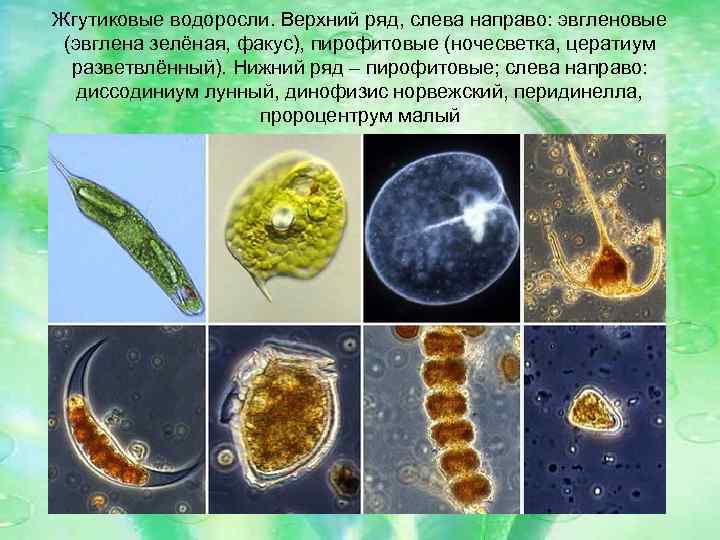 Жгутиковые водоросли. Верхний ряд, слева направо: эвгленовые (эвглена зелёная, факус), пирофитовые (ночесветка, цератиум разветвлённый).