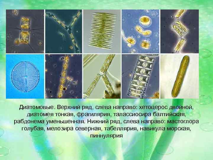 Диатомовые. Верхний ряд, слева направо: хетоцерос двойной, диатомея тонкая, фрагилярия, талассиосира балтийская, рабдонема уменьшенная.