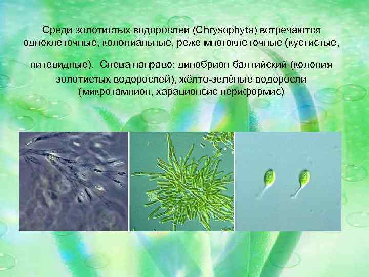 Среди золотистых водорослей (Chrysophyta) встречаются одноклеточные, колониальные, реже многоклеточные (кустистые, нитевидные). Слева направо: динобрион