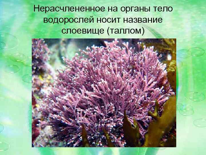 Нерасчлененное на органы тело водорослей носит название слоевище (таллом) 