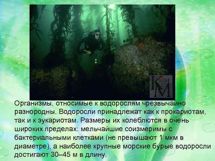 Организмы, относимые к водорослям чрезвычайно разнородны. Водоросли принадлежат как к прокариотам, так и к