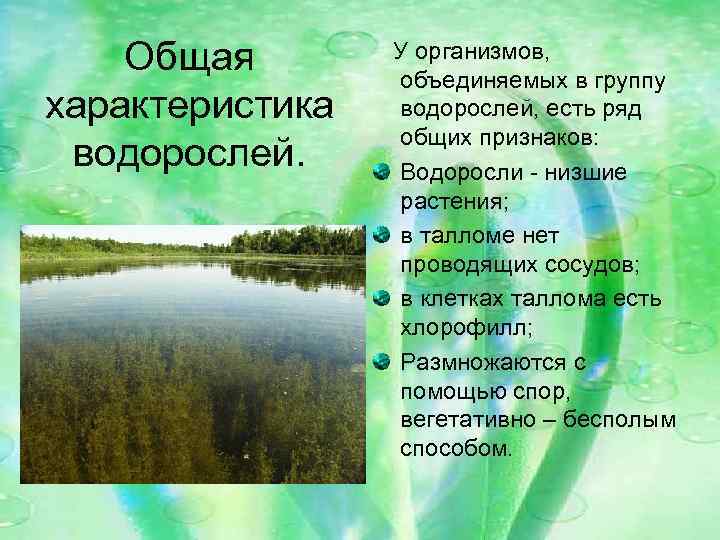 Общая характеристика водорослей. У организмов, объединяемых в группу водорослей, есть ряд общих признаков: Водоросли