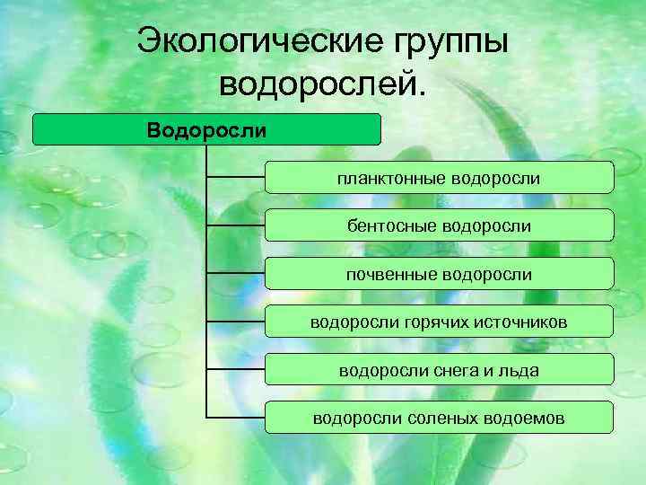 Экологические группы водорослей. Водоросли планктонные водоросли бентосные водоросли почвенные водоросли горячих источников водоросли снега