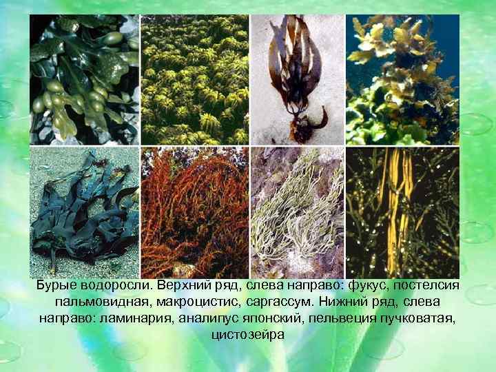 Бурые водоросли. Верхний ряд, слева направо: фукус, постелсия пальмовидная, макроцистис, саргассум. Нижний ряд, слева