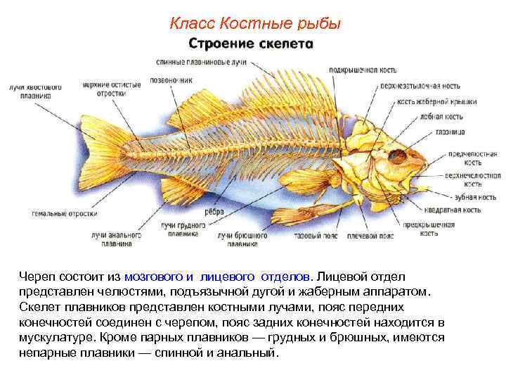 Класс Костные рыбы Череп состоит из мозгового и лицевого отделов. Лицевой отдел представлен челюстями,