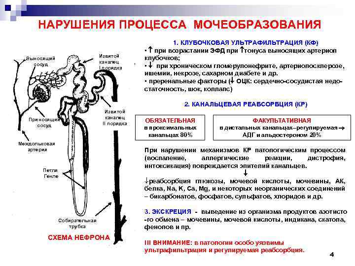 Регуляция мочеобразования схема