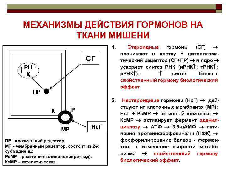 МЕХАНИЗМЫ ДЕЙСТВИЯ ГОРМОНОВ НА ТКАНИ МИШЕНИ 1. Стероидные гормоны (СГ) проникают в клетку +