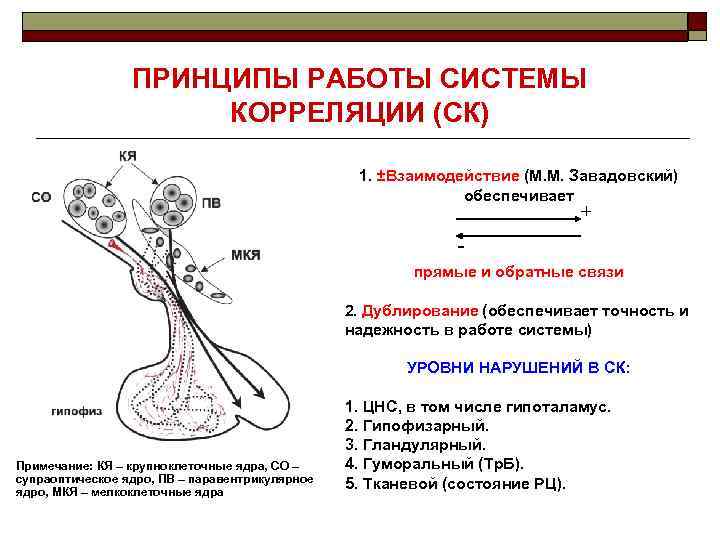 ПРИНЦИПЫ РАБОТЫ СИСТЕМЫ КОРРЕЛЯЦИИ (СК) 1. ±Взаимодействие (М. М. Завадовский) обеспечивает + прямые и