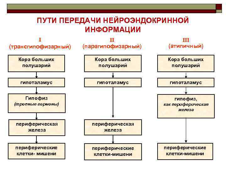 ПУТИ ПЕРЕДАЧИ НЕЙРОЭНДОКРИННОЙ ИНФОРМАЦИИ I (трансгипофизарный) II (парагипофизарный) III (атипичный) Кора больших полушарий гипоталамус
