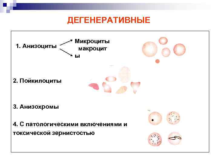 Макроциты