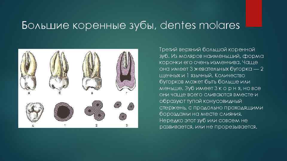 Большие коренные зубы, dentes molares Третий верхний большой коренной зуб. Из моляров наименьший, форма