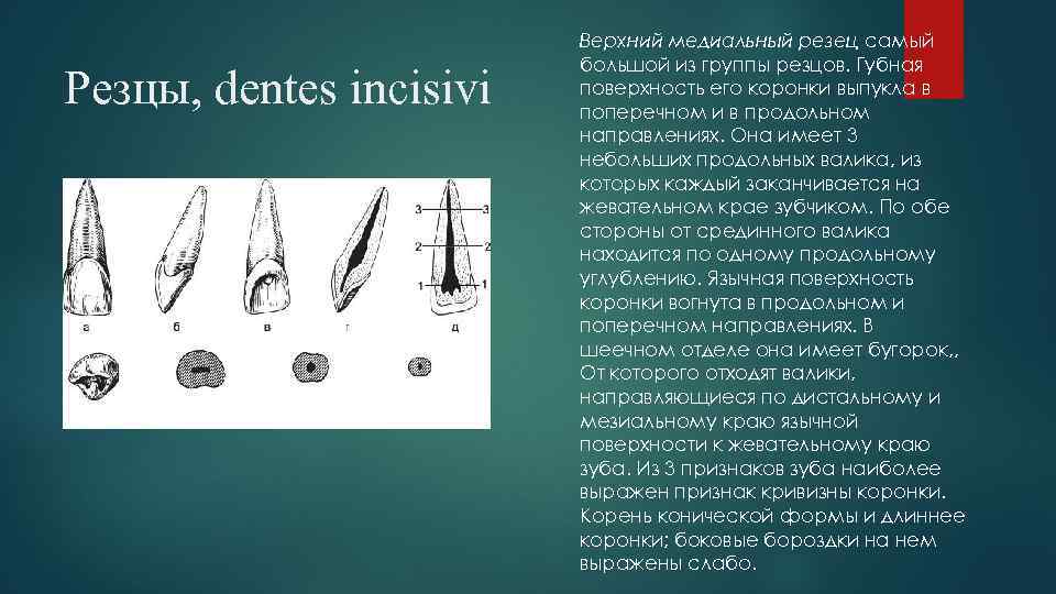 Резцы, dentes incisivi Верхний медиальный резец самый большой из группы резцов. Губная поверхность его