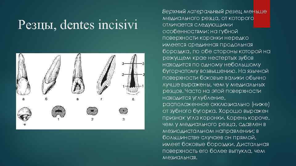 Резцы, dentes incisivi Верхний латеральный резец меньше медиального резца, от которого отличается следующими особенностями: