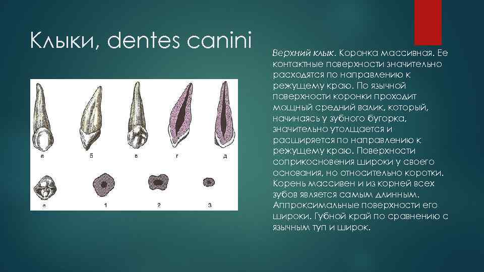 Клыки, dentes canini Верхний клык. Коронка массивная. Ее контактные поверхности значительно расходятся по направлению