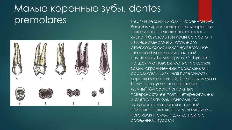 Коренной зуб 5 букв