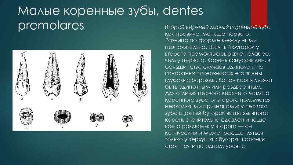 Малые коренные зубы, dentes Второй верхний малый коренной зуб, premolares как правило, меньше первого.