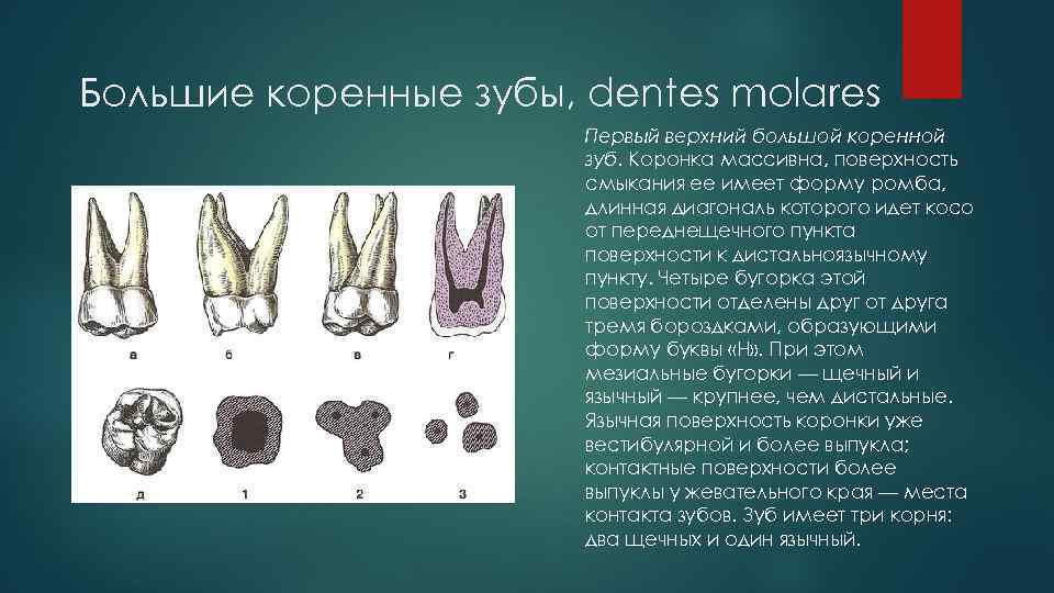 Фото верхней челюсти с зубами