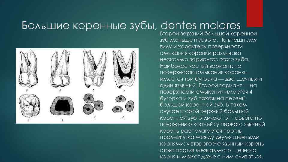 Большие коренные зубы, dentes molares Второй верхний большой коренной зуб меньше первого. По внешнему