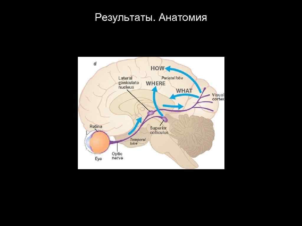 Результаты. Анатомия 