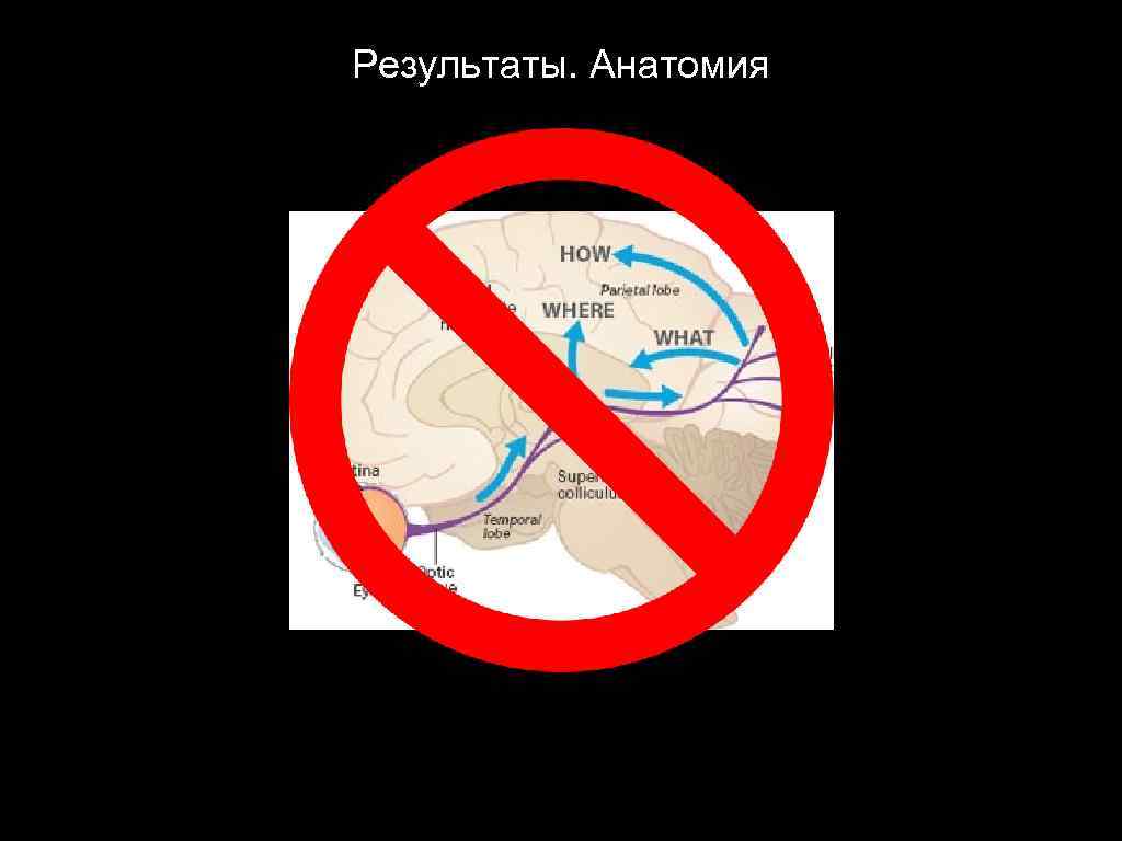 Результаты. Анатомия 