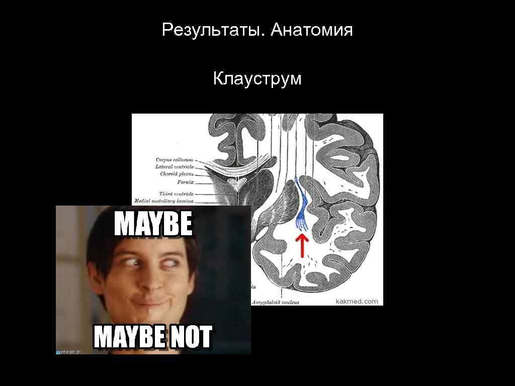 Результаты. Анатомия Клауструм 