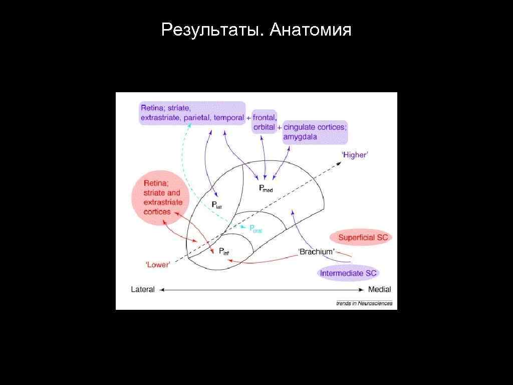 Результаты. Анатомия 