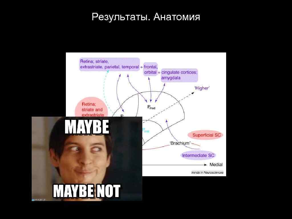 Результаты. Анатомия 