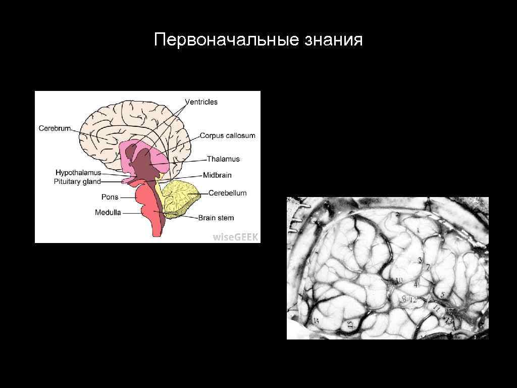 Первоначальные знания 