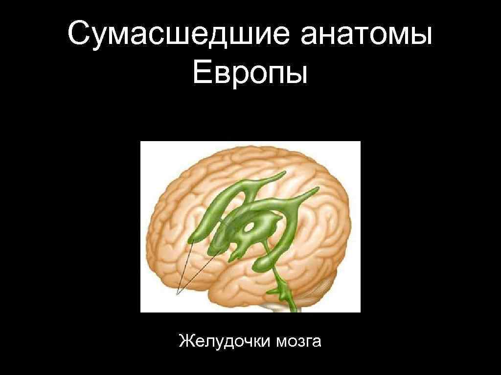 Сумасшедшие анатомы Европы Желудочки мозга 