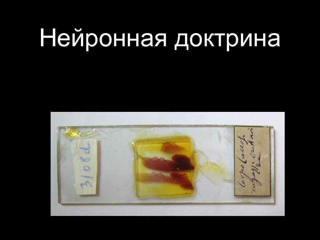 Нейронная доктрина 