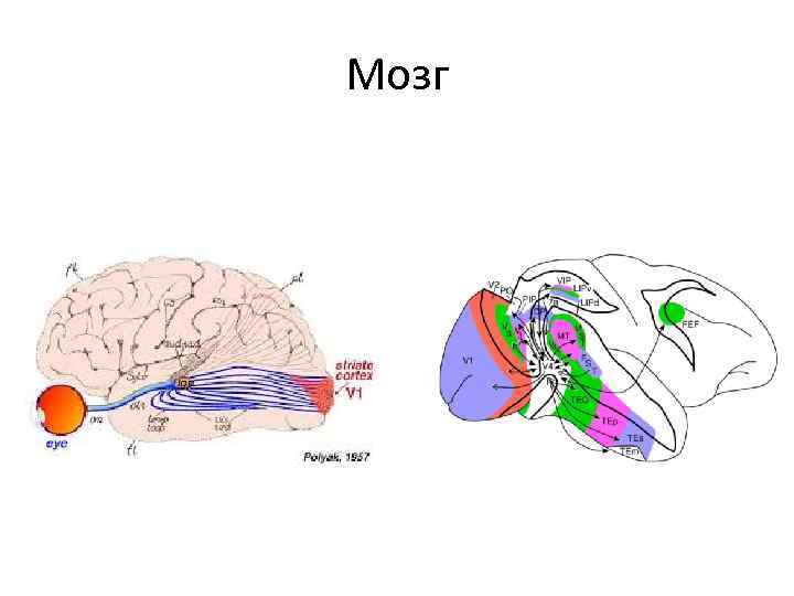 Мозг 