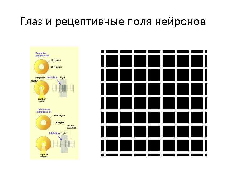 Глаз и рецептивные поля нейронов 