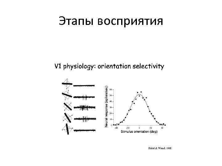 Этапы восприятия. Фазы восприятия. Исходная фаза восприятия. 4 Стадии восприятия. Восприятия болезни стадии.