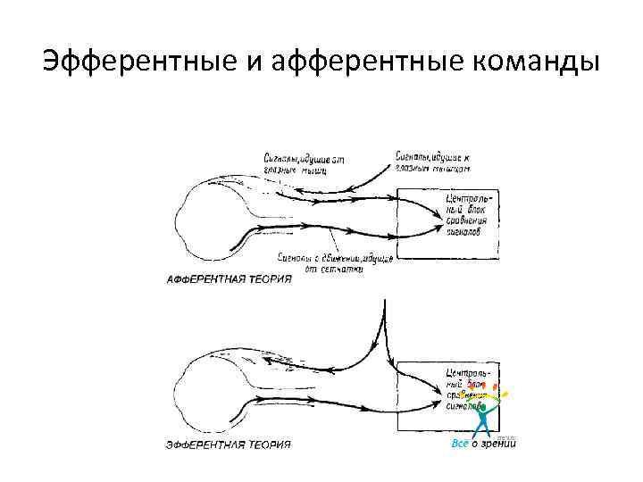 Эфферентные и афферентные команды 