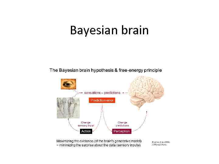 Bayesian brain 