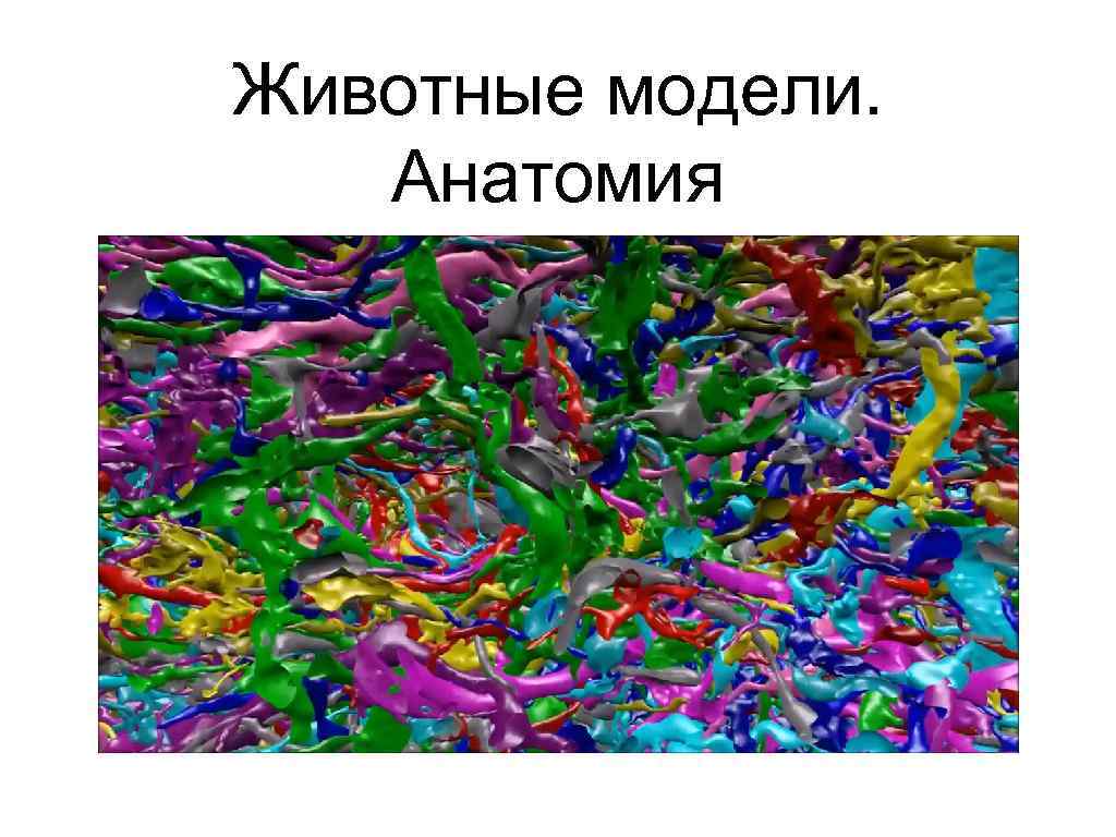 Животные модели. Анатомия 
