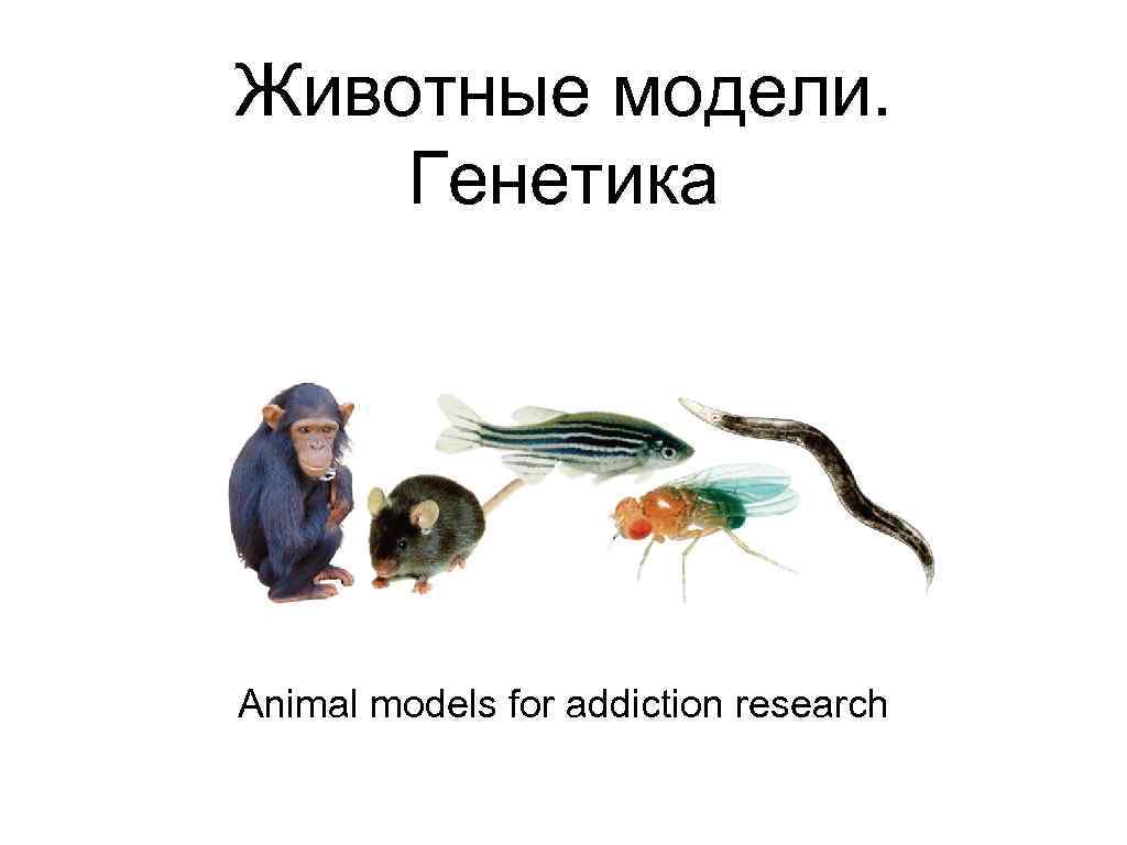 Животные модели. Генетика Animal models for addiction research 