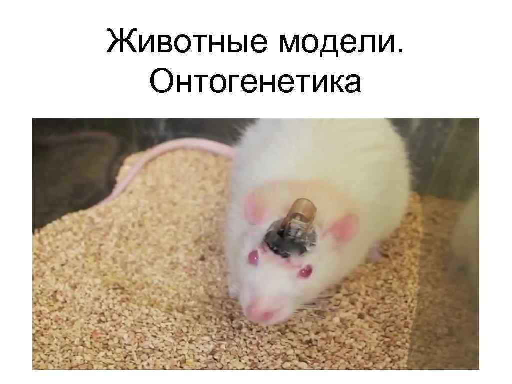 Животные модели. Онтогенетика 
