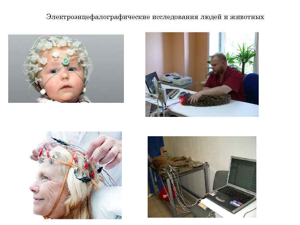 Электроэнцефалографические исследования людей и животных 