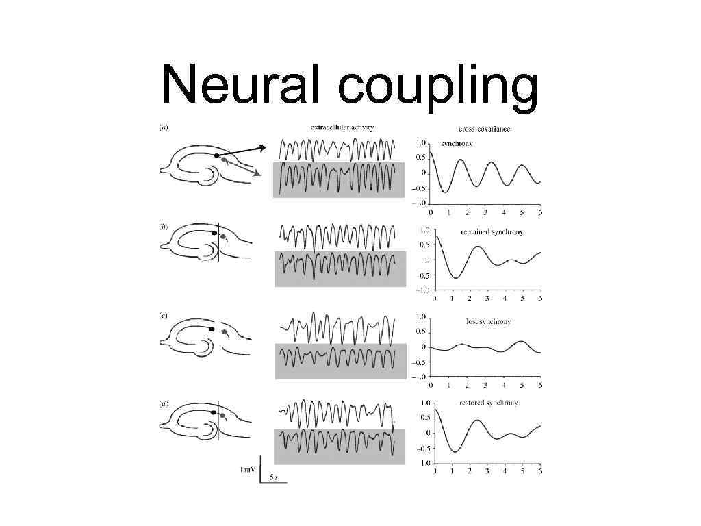 Neural coupling 