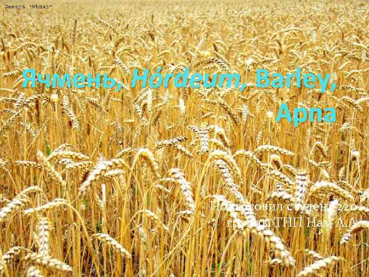 Ячмень, Hórdeum, Barley, Арпа Подготовил студент 220 группы ТПП Нам А. А. 
